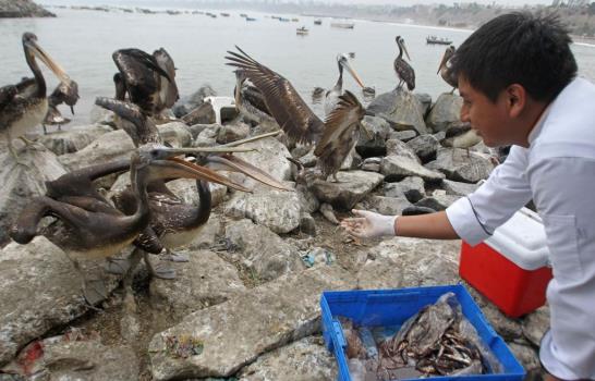Gastrónomos alimentan a pelícanos amenazados por falta de peces en Lima