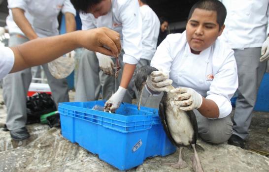 Gastrónomos alimentan a pelícanos amenazados por falta de peces en Lima
