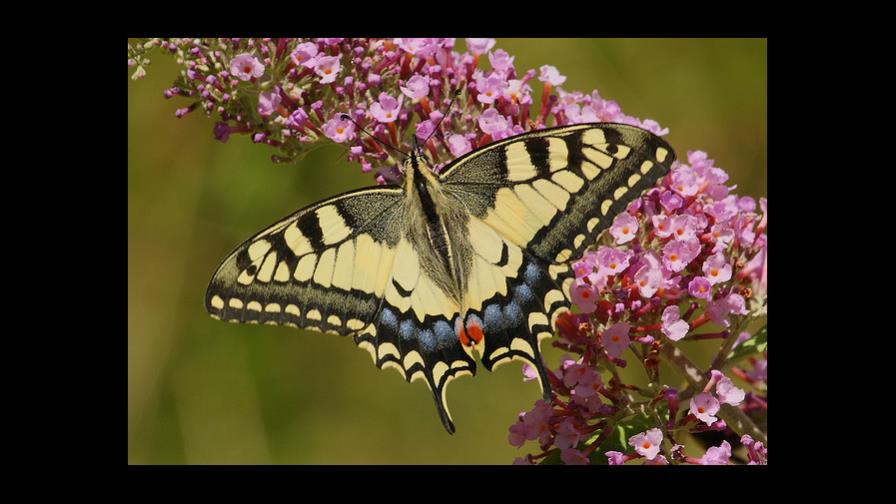 Buscan que mariposa de Florida no se extinga