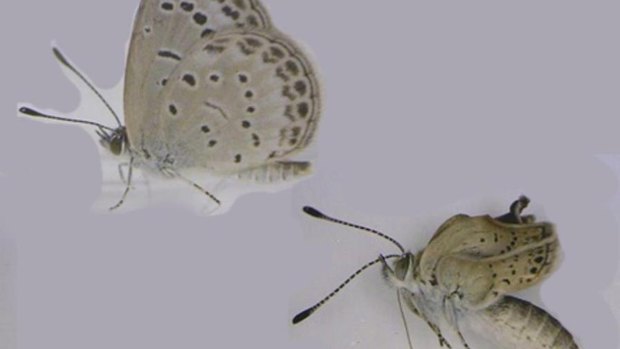 Radiación nuclear causó mutaciones mariposas