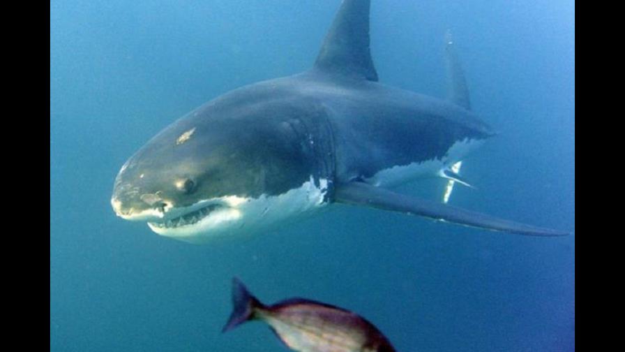 Los tiburones blancos del Pacífico, al alcance del bolsillo