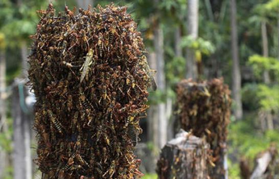 Las plagas acaban con al menos el 30% de los cultivos en Centroamérica cada año