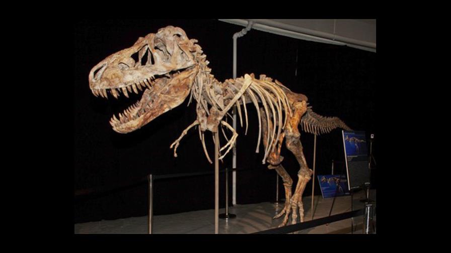 Acusan a hombre de contrabandear dinosaurios