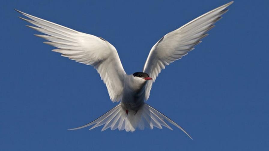 Recorrido gaviota migratoria equivale a tres viajes a la luna