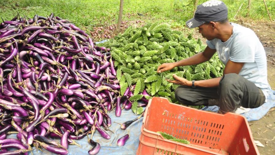 Reconversión agrícola impacta productores
