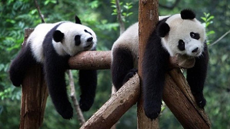 ¿El oso panda en el turismo? ¿El oso panda en el turismo?