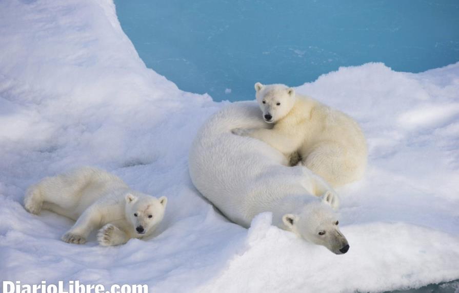 La antigüedad de los osos polares