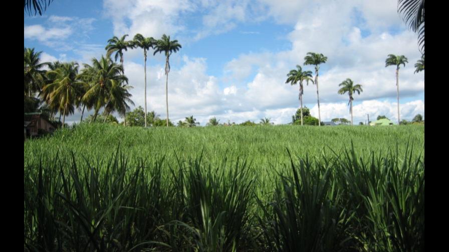 Consorcio Azucarero Central cierra zafra con récord de producción