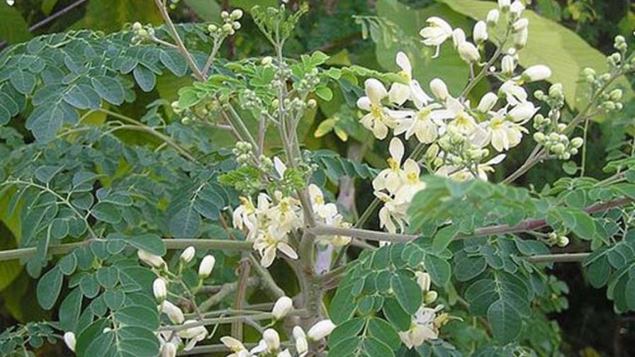 IIBI confirma las bondades nutricionales de la Moringa