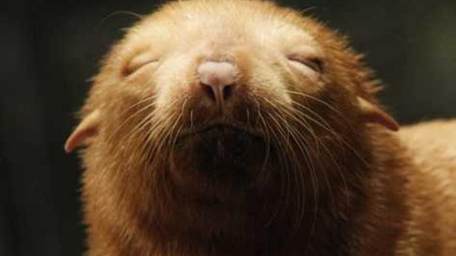 Nace en un zoo de Alemania un oso marino albino