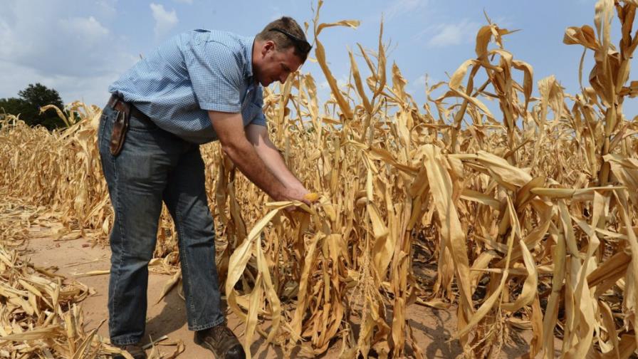 La sequía acaba con la agricultura