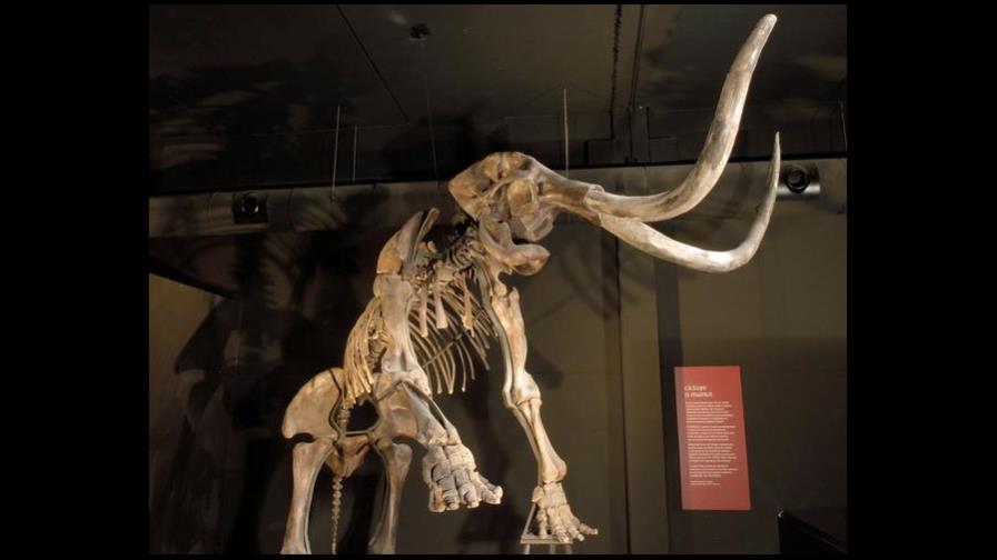 Subastarán esqueleto de mamut en París