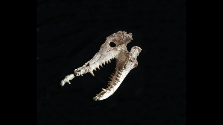 Descubren un antepasado de los cocodrilos