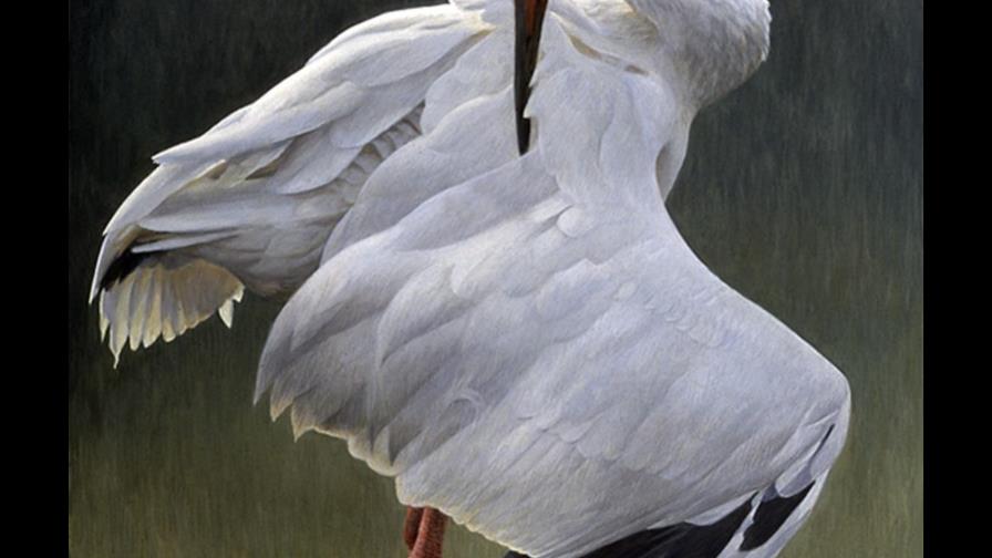 Las aves y la adaptación al cambio climático (II) Las aves y la adaptación al cambio climático (II)
