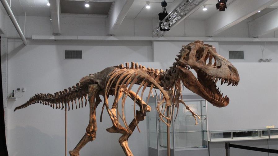 Vendido en 1,05 millones de dólares el esqueleto de un tiranosaurio asiático Vendido en 1,05 millones de dólares el esqueleto de un tiranosaurio asiático