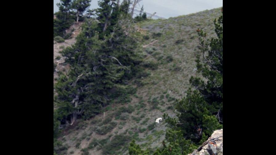 Hombre cabra es visto en las montañas de Utah