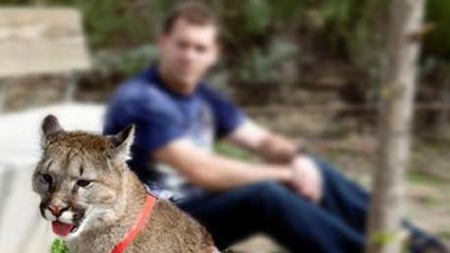 Florida alerta del aumento de pumas y pide precaución en la carretera