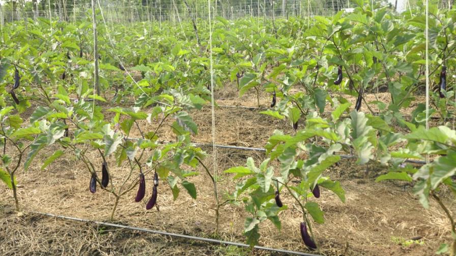 Cuba cuenta con 33 mil fincas urbanas