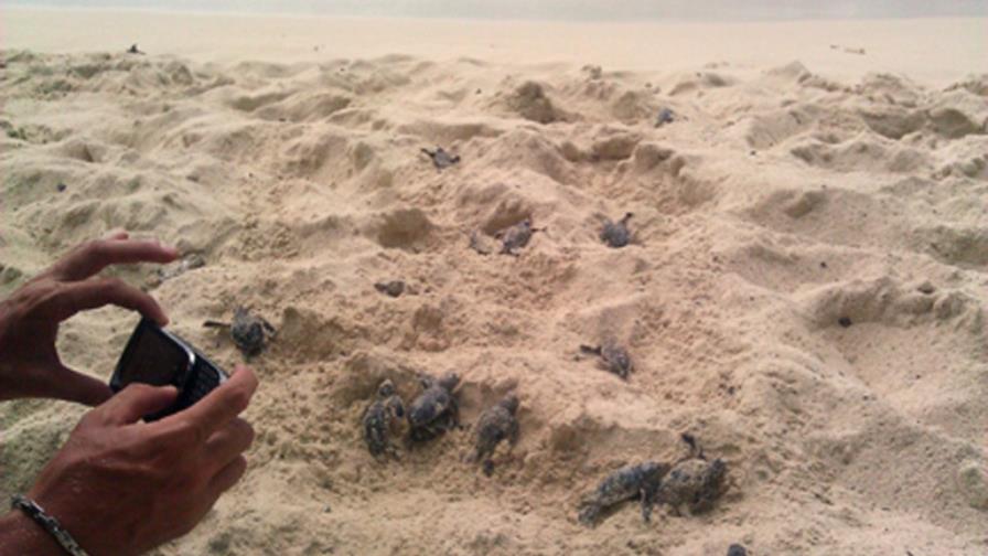 Miles de neonatos de tortugas al mar Miles de neonatos de tortugas al mar