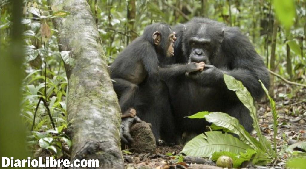 Chimpancés, desde Costa de Marfil para el mundo
