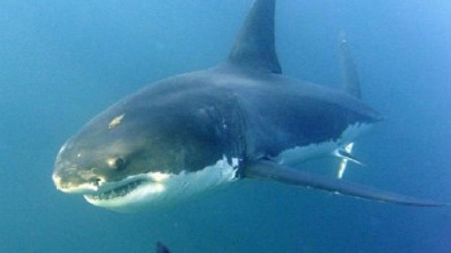 Medidas para proteger a tiburones