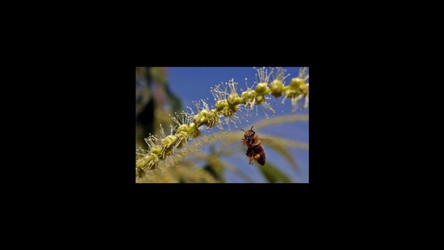 La abeja de la miel británica, al borde de la extinción