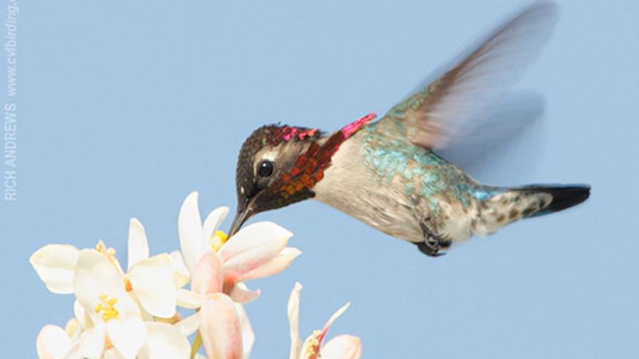 El zunzuncito: el ave más pequeña del mundo