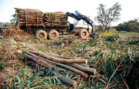 RD ahorra más de US$23 millones por uso biomasa en empresas