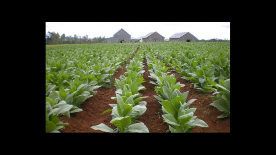 República Dominicana cuestiona ante la OMC empaquetado de tabaco en Australia