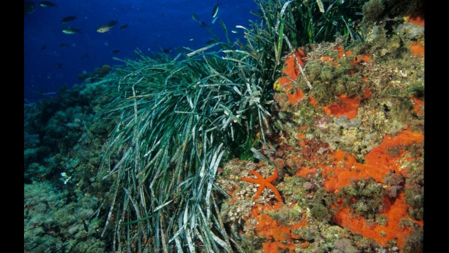 Arrecifes de coral se han reducido un 80 % en 50 años en Brasil, dice estudio