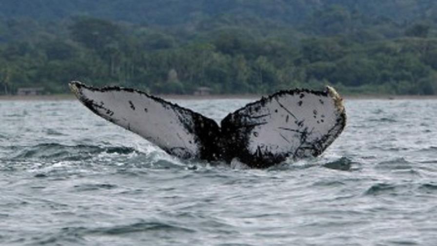 Las ballenas pueden imitar las voces humanas, según un estudio