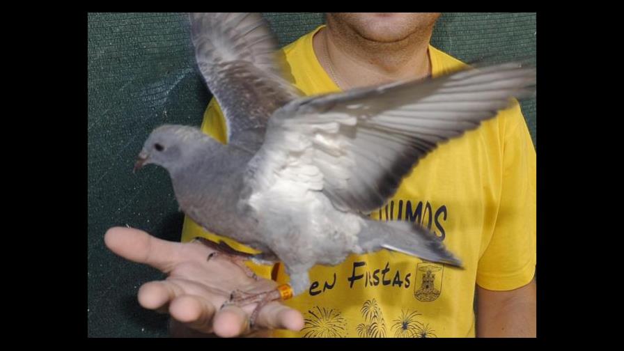 Una paloma mensajera pone en jaque a la inteligencia británica