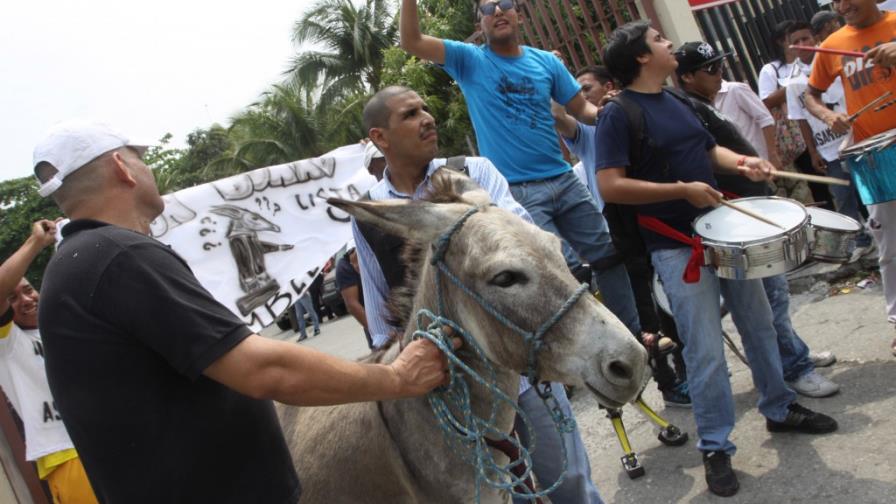 Ecuador: rechazan inscribir a burro como candidato