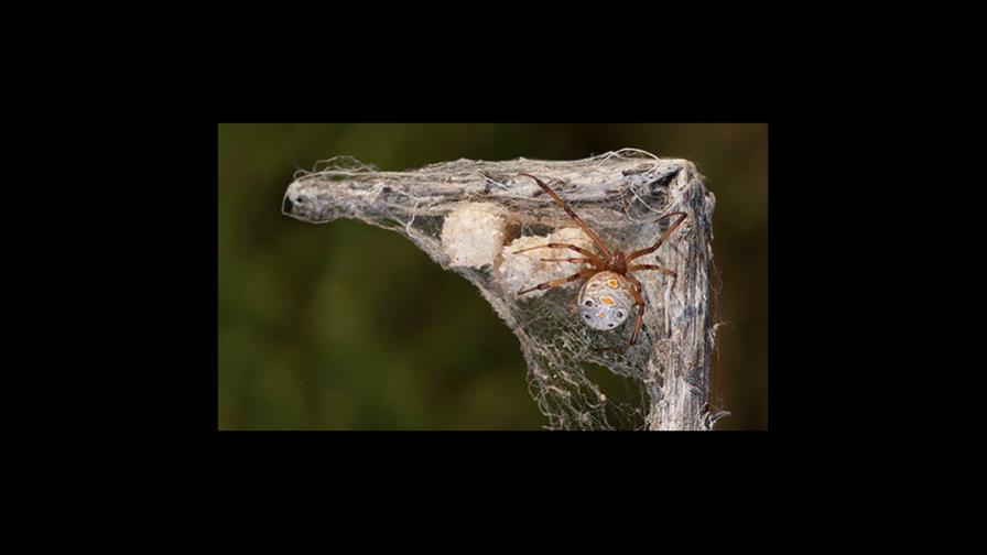 Hallan araña Viuda Marrón en Salinas, Baní