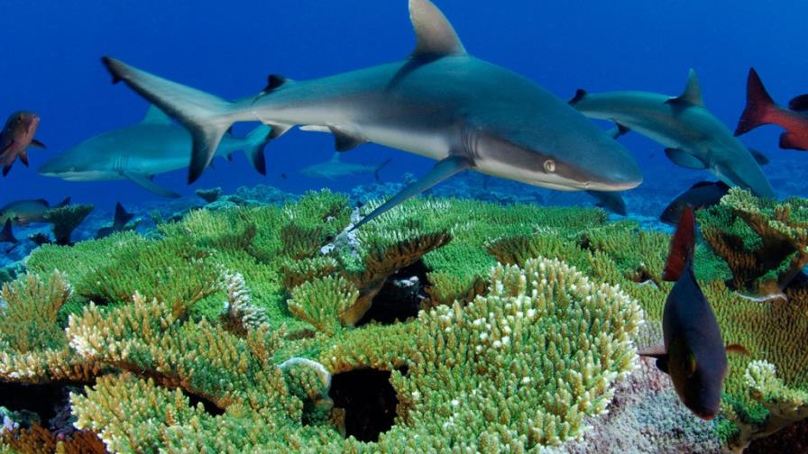 En alerta por los océanos En alerta por los océanos