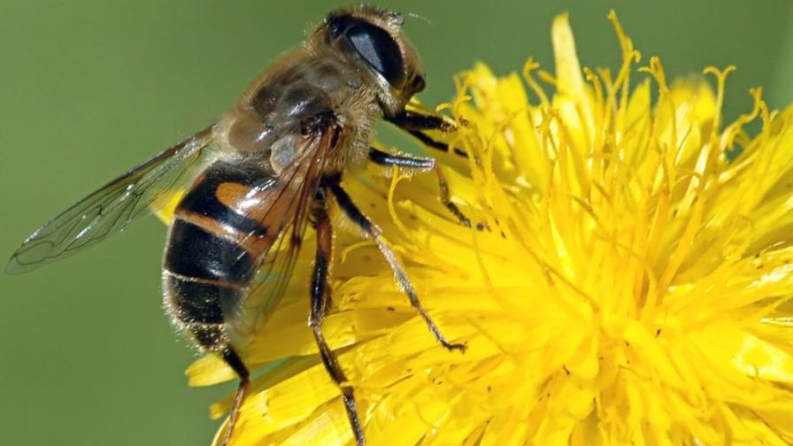 Abeja británica al borde de la extinción