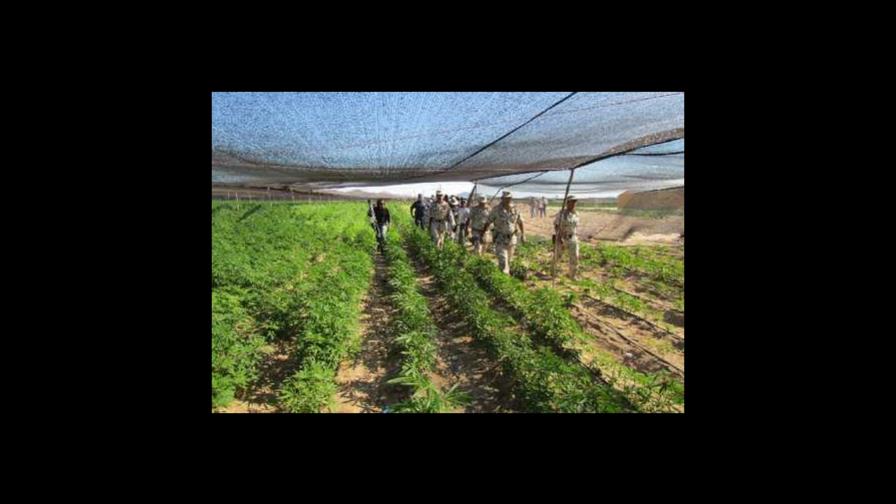 Autoridades guatemaltecas destruyen drogas valoradas en US$318 millones Autoridades guatemaltecas destruyen drogas valoradas en US$318 millones