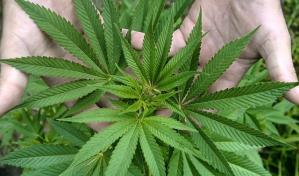 Desmantelan invernadero con plantaci&oacute;n de marihuana en Guerra