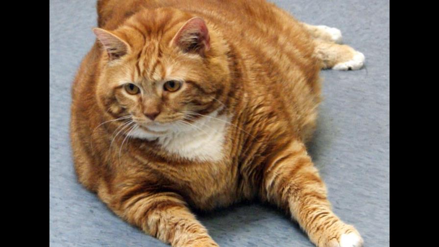 Gata de casi 19 kilos busca nuevo dueño en Texas