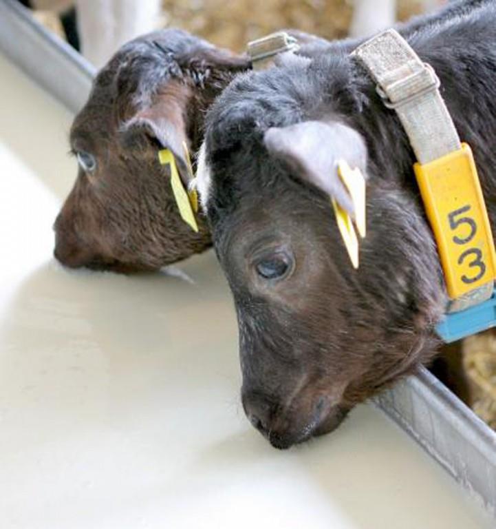 FAO señala que el 22 % de las razas de ganado está en peligro de extinción