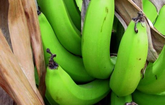 La verdadera historia del desacreditado plátano