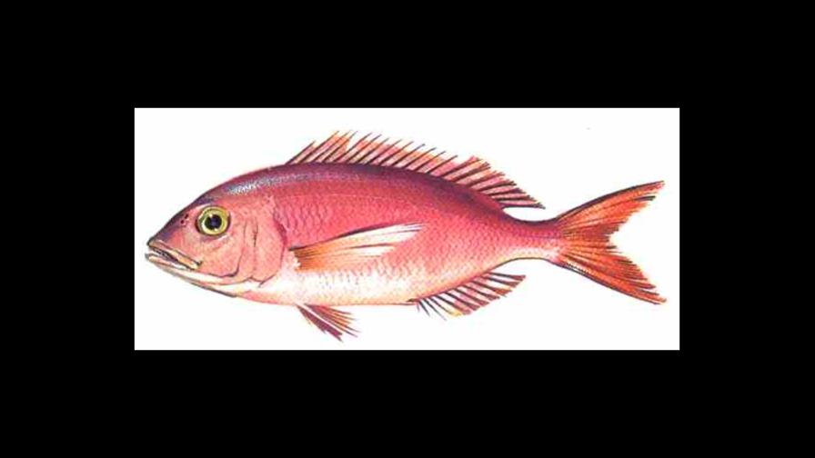 Alta gastronomía con ese pescado que nadie quiere Alta gastronomía con ese pescado que nadie quiere