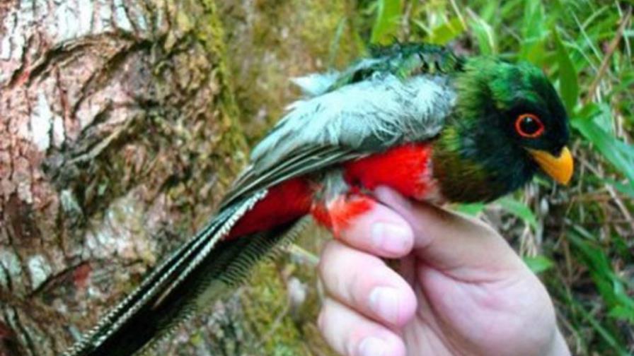 ¿Sabía usted que existe un quetzal en nuestra isla?