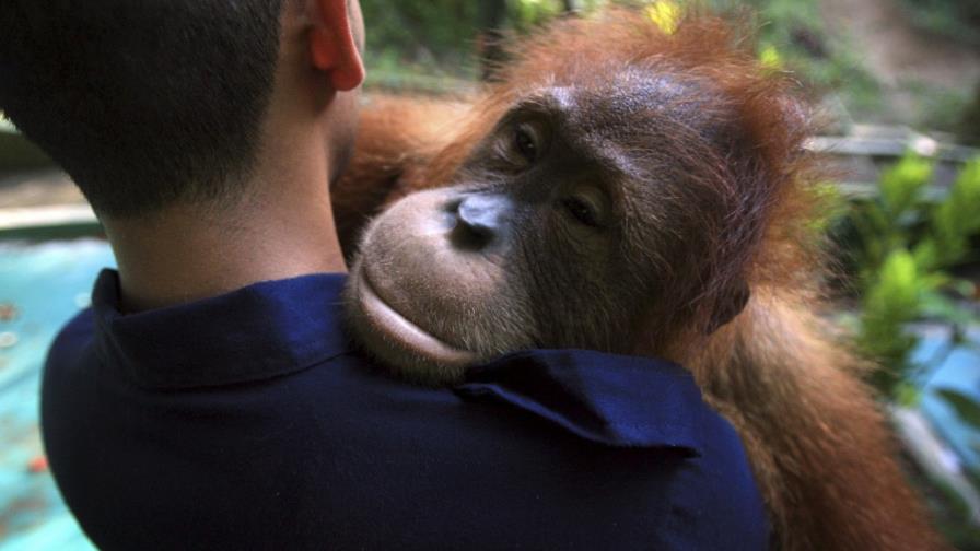 Devuelven a la selva un orangután macho Devuelven a la selva un orangután macho