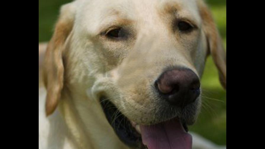 Acusan a un superintendente de edificio de violar a un perro en New York