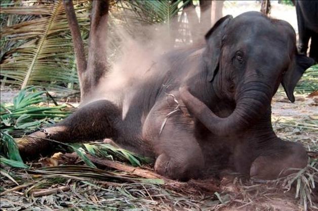 El dueño de un circo, culpable por maltrato a una elefanta