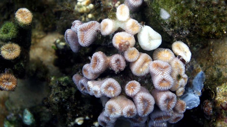 El calentamiento global es una amenaza para los corales