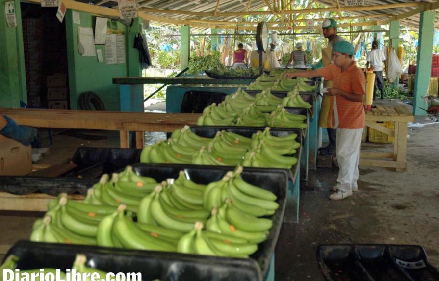 Productores banano proyectan pérdidas US$30MM en un mes