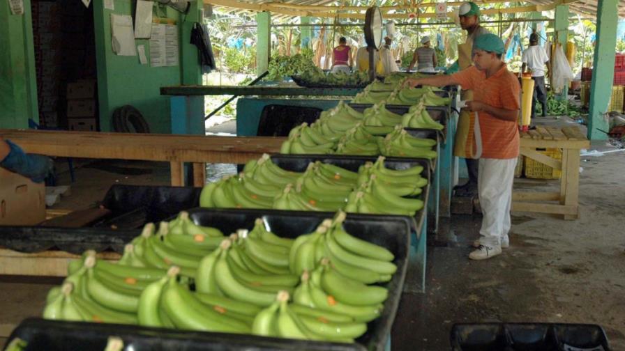 Productores banano proyectan pérdidas US$30MM en un mes