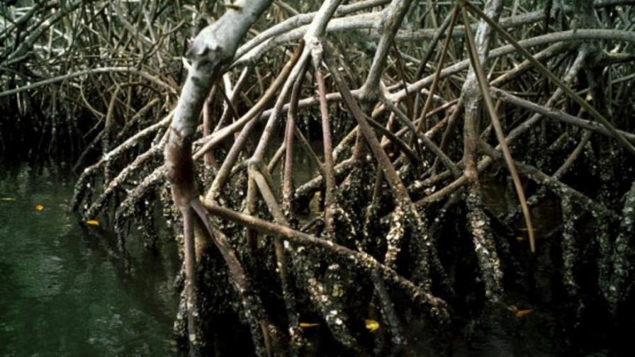 Califican de alarmante la situación de los manglares en Guatemala